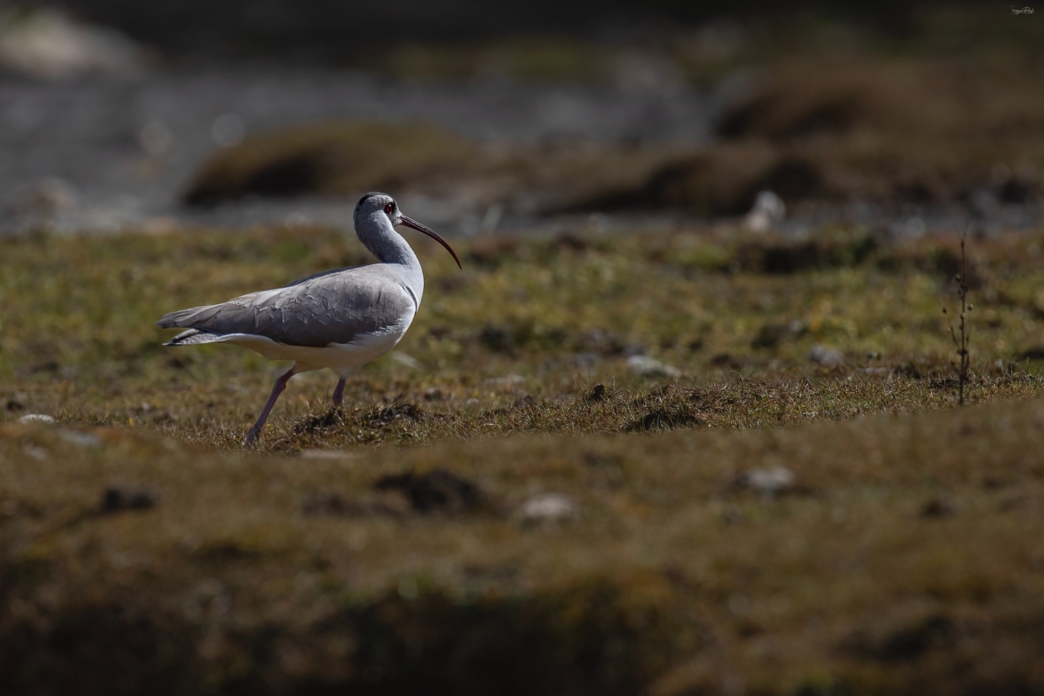 Langtang  Birdwatching – 11 Days - Image 2